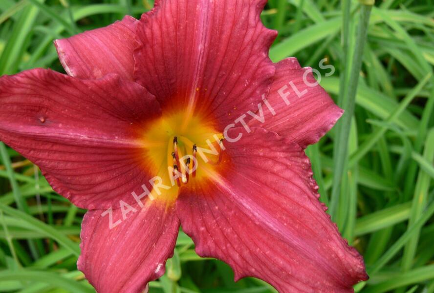Denivka 'Pfennigparade' - Hemerocallis 'Pfennigparade'