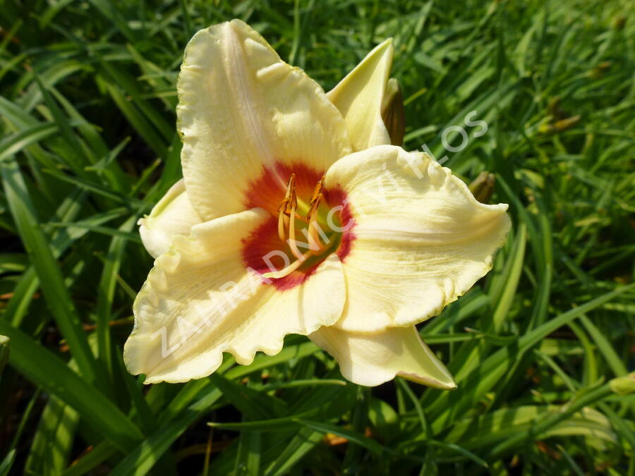Denivka 'Pandora's Box' - Hemerocallis 'Pandora's Box'