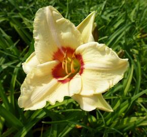 Denivka 'Pandora's Box' - Hemerocallis 'Pandora's Box'