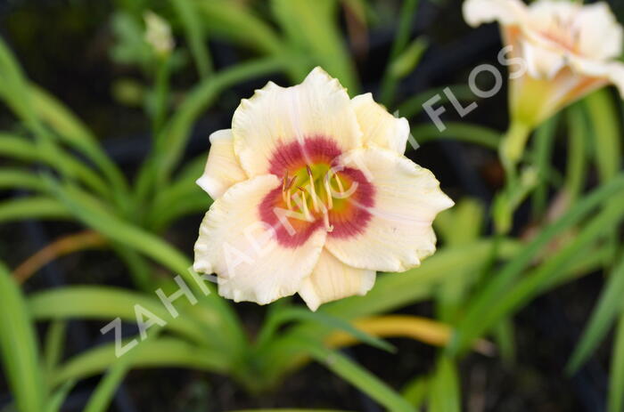 Denivka 'Pandora's Box' - Hemerocallis 'Pandora's Box'