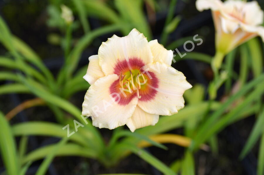 Denivka 'Pandora's Box' - Hemerocallis 'Pandora's Box'