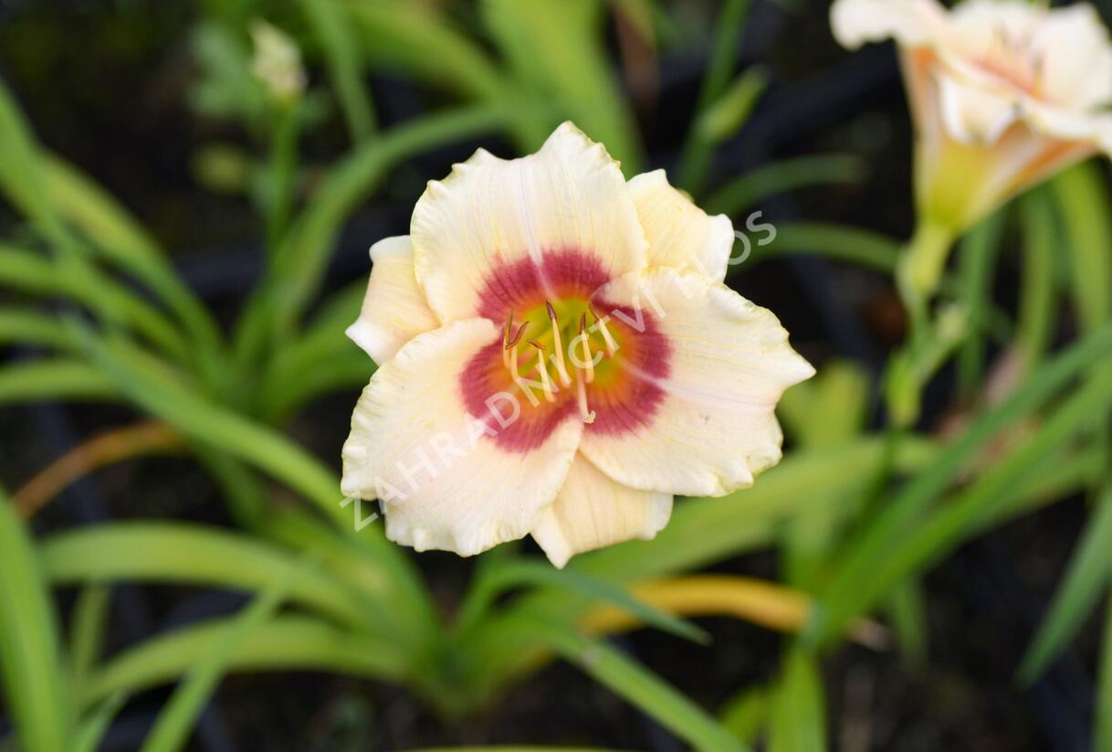 Denivka 'Pandora's Box' - Hemerocallis 'Pandora's Box'