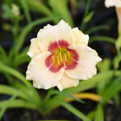 Denivka 'Pandora's Box' - Hemerocallis 'Pandora's Box'