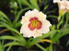 Denivka 'Pandora's Box' - Hemerocallis 'Pandora's Box'