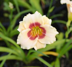 Denivka 'Pandora's Box' - Hemerocallis 'Pandora's Box'