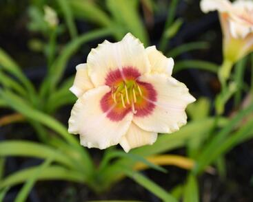 Denivka 'Pandora's Box'