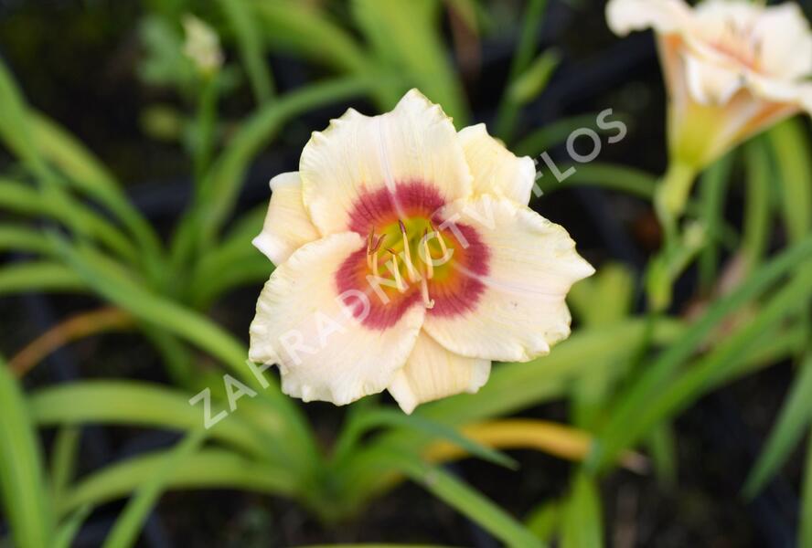Denivka 'Pandora's Box' - Hemerocallis 'Pandora's Box'