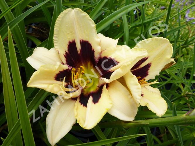 Denivka 'Moonlit Masquerade' - Hemerocallis 'Moonlit Masquerade'