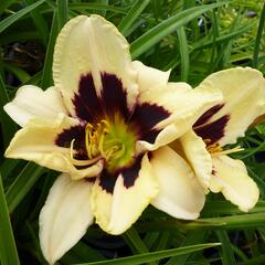 Denivka 'Moonlit Masquerade' - Hemerocallis 'Moonlit Masquerade'