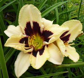 Denivka 'Moonlit Masquerade' - Hemerocallis 'Moonlit Masquerade'