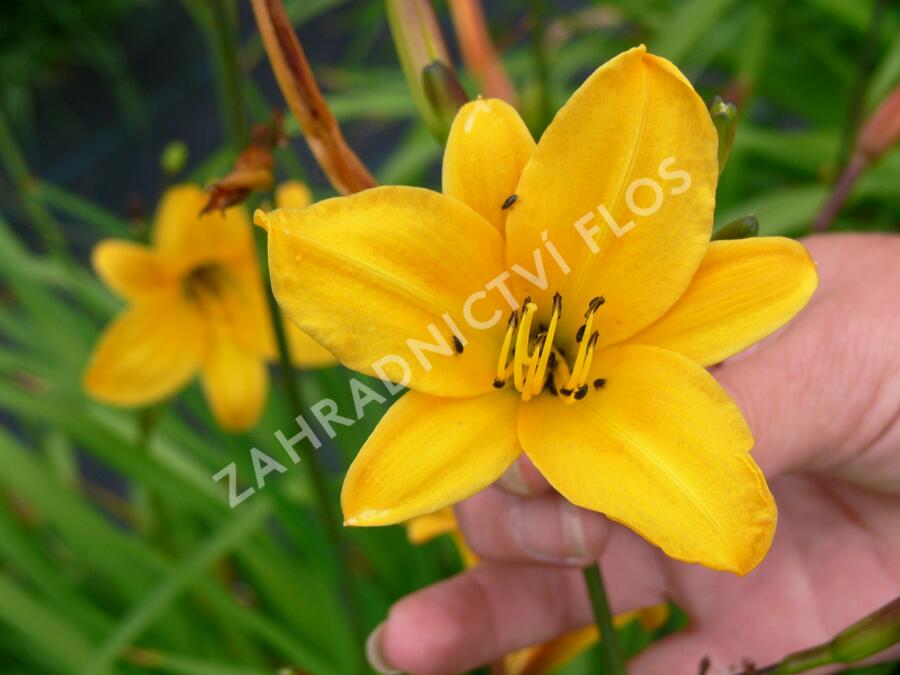 Denivka menší - Hemerocallis minor