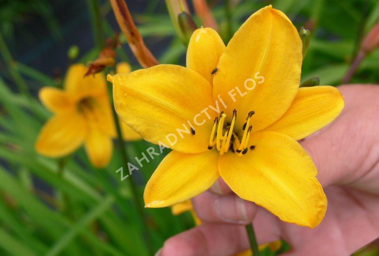 Denivka menší - Hemerocallis minor