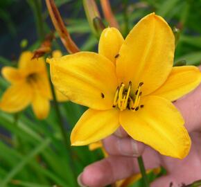 Denivka menší - Hemerocallis minor