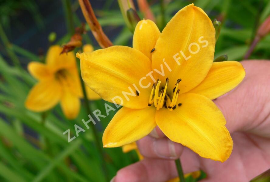 Denivka menší - Hemerocallis minor