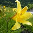 Denivka menší - Hemerocallis minor