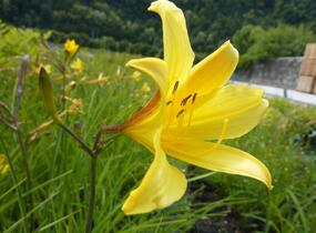 Denivka menší - Hemerocallis minor