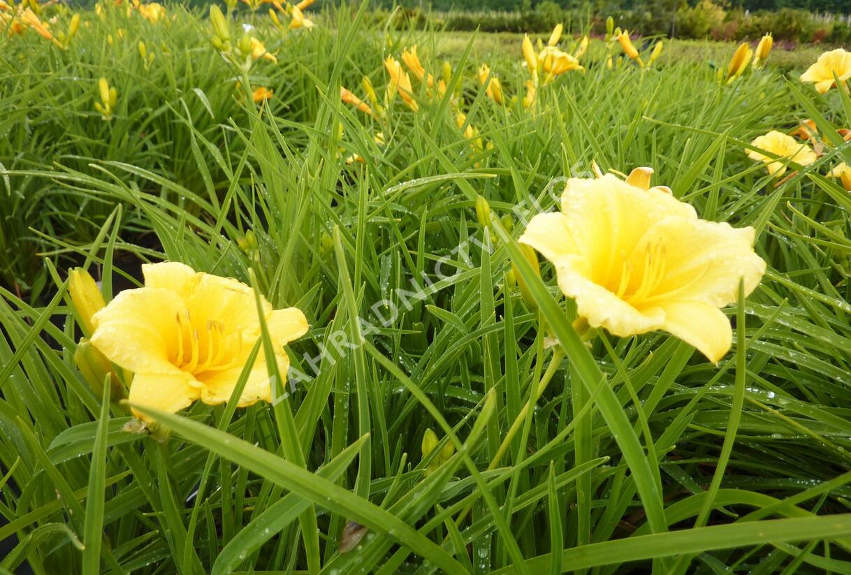 Denivka 'Mini Stella' - Hemerocallis 'Mini Stella'