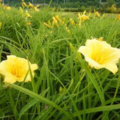 Denivka 'Mini Stella' - Hemerocallis 'Mini Stella'