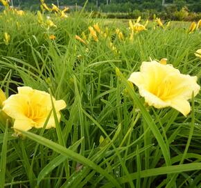 Denivka 'Mini Stella' - Hemerocallis 'Mini Stella'