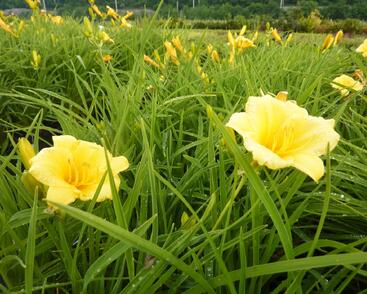 Denivka 'Mini Stella'