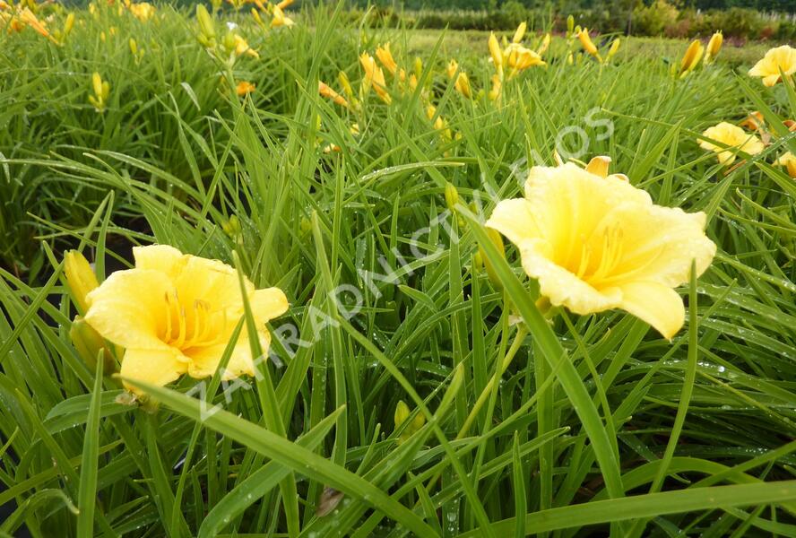 Denivka 'Mini Stella' - Hemerocallis 'Mini Stella'