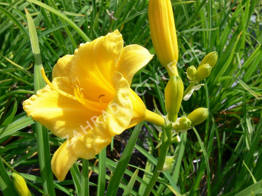 Denivka 'Mini Stella' - Hemerocallis 'Mini Stella'