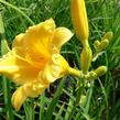 Denivka 'Mini Stella' - Hemerocallis 'Mini Stella'