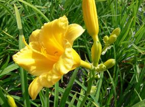 Denivka 'Mini Stella' - Hemerocallis 'Mini Stella'
