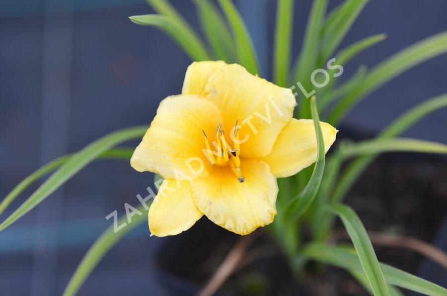 Denivka 'Mini Stella' - Hemerocallis 'Mini Stella'