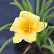 Denivka 'Mini Stella' - Hemerocallis 'Mini Stella'