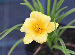Denivka 'Mini Stella' - Hemerocallis 'Mini Stella'