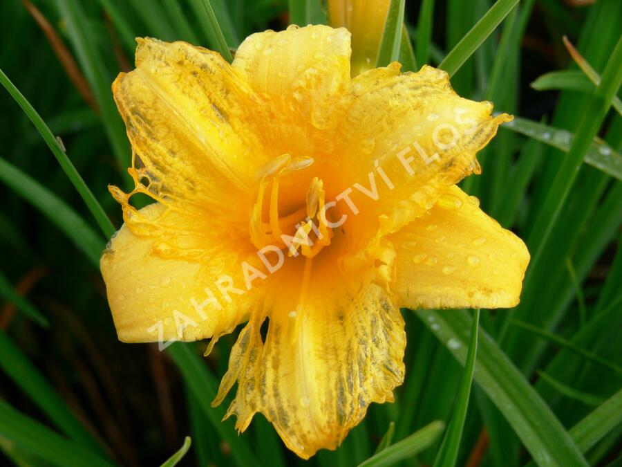 Denivka 'Mini Stella' - Hemerocallis 'Mini Stella'