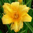 Denivka 'Mini Stella' - Hemerocallis 'Mini Stella'