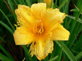 Denivka 'Mini Stella' - Hemerocallis 'Mini Stella'