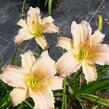 Denivka 'Luxury Lace' - Hemerocallis 'Luxury Lace'