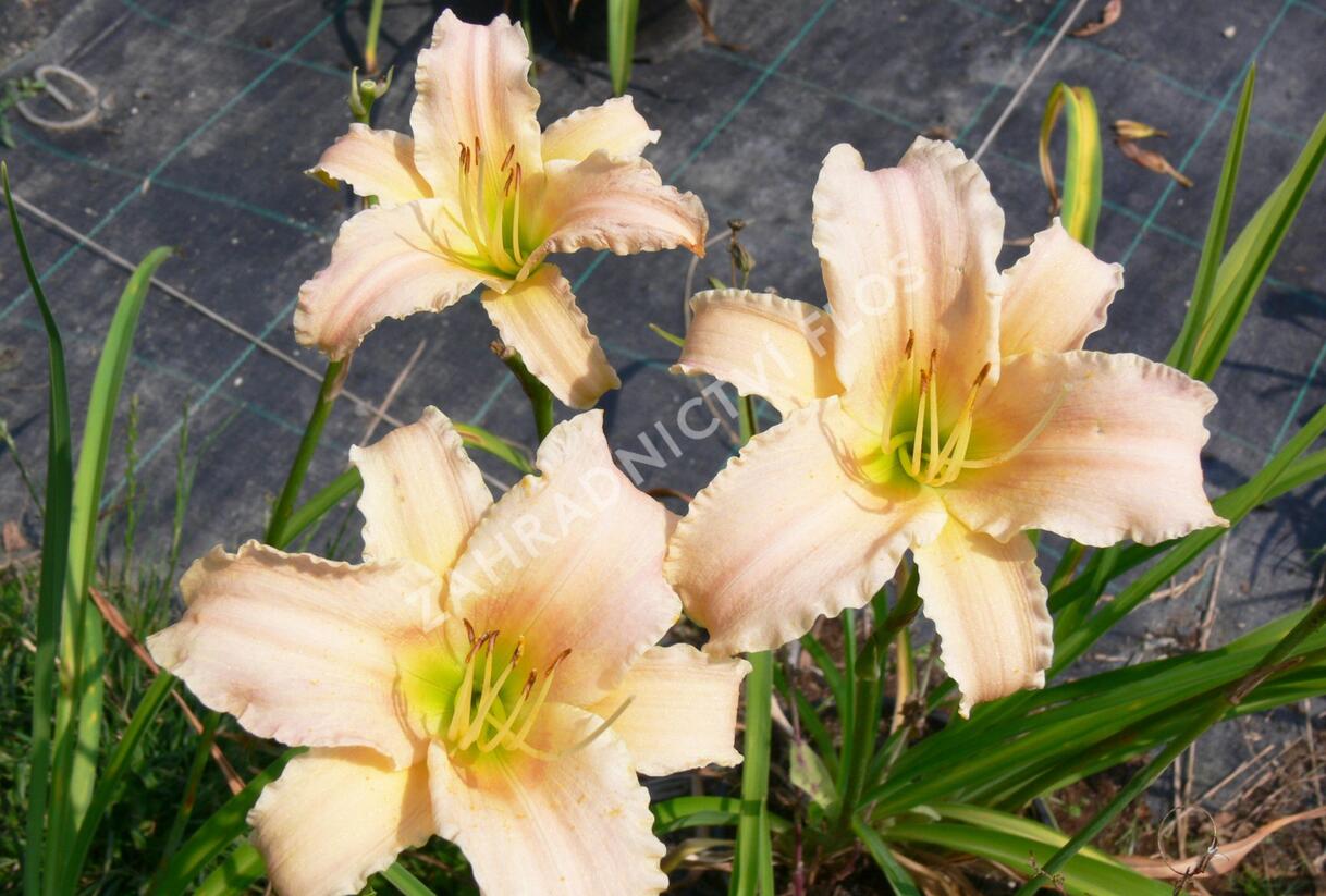 Denivka 'Luxury Lace' - Hemerocallis 'Luxury Lace'