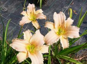 Denivka 'Luxury Lace' - Hemerocallis 'Luxury Lace'