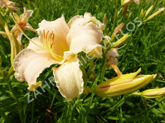 Denivka 'Luxury Lace' - Hemerocallis 'Luxury Lace'