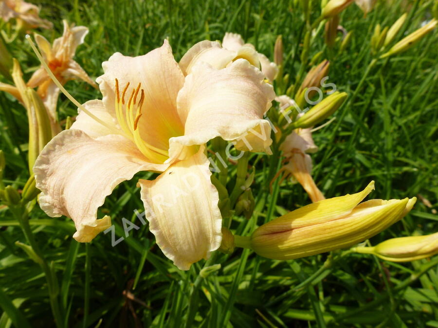 Denivka 'Luxury Lace' - Hemerocallis 'Luxury Lace'