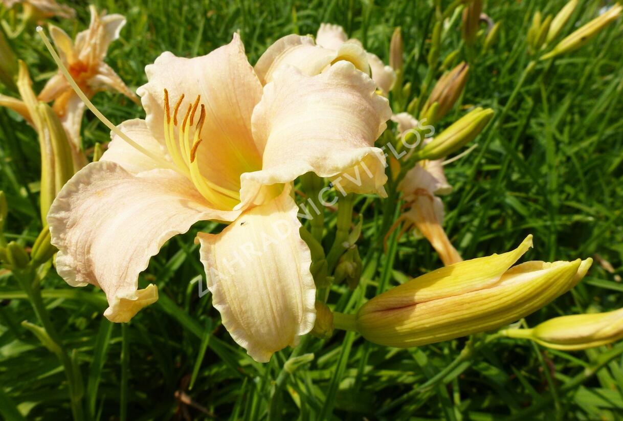 Denivka 'Luxury Lace' - Hemerocallis 'Luxury Lace'