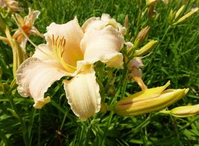 Denivka 'Luxury Lace' - Hemerocallis 'Luxury Lace'
