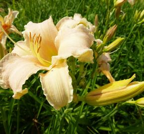 Denivka 'Luxury Lace' - Hemerocallis 'Luxury Lace'