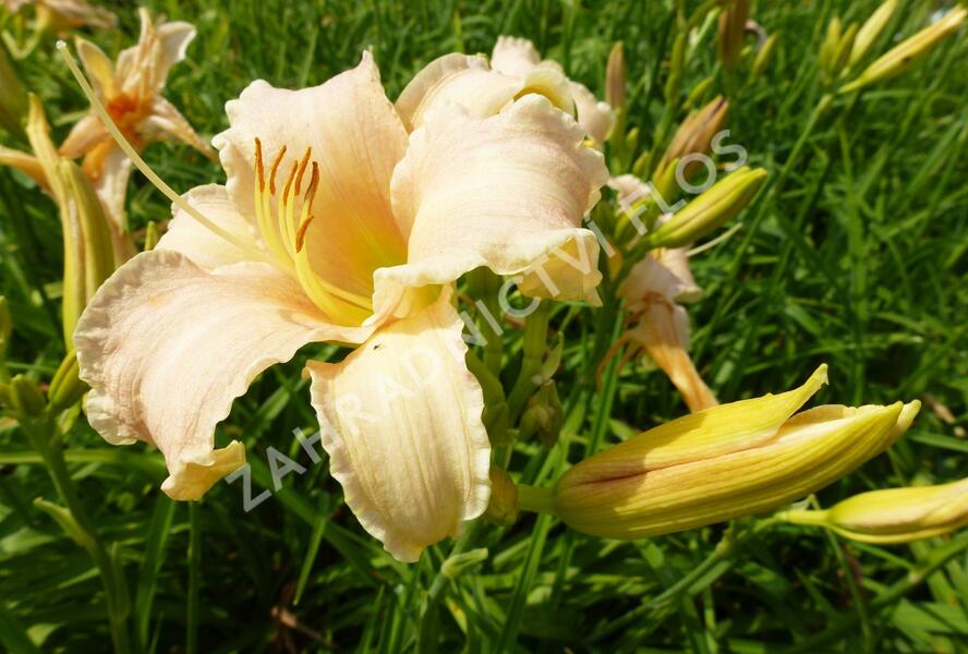 Denivka 'Luxury Lace' - Hemerocallis 'Luxury Lace'
