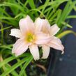 Denivka 'Luxury Lace' - Hemerocallis 'Luxury Lace'