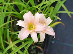 Denivka 'Luxury Lace' - Hemerocallis 'Luxury Lace'