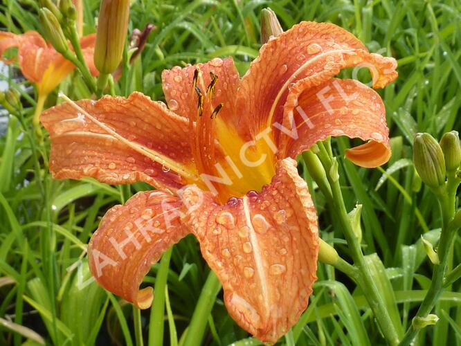 Denivka 'Helena' - Hemerocallis 'Helena'