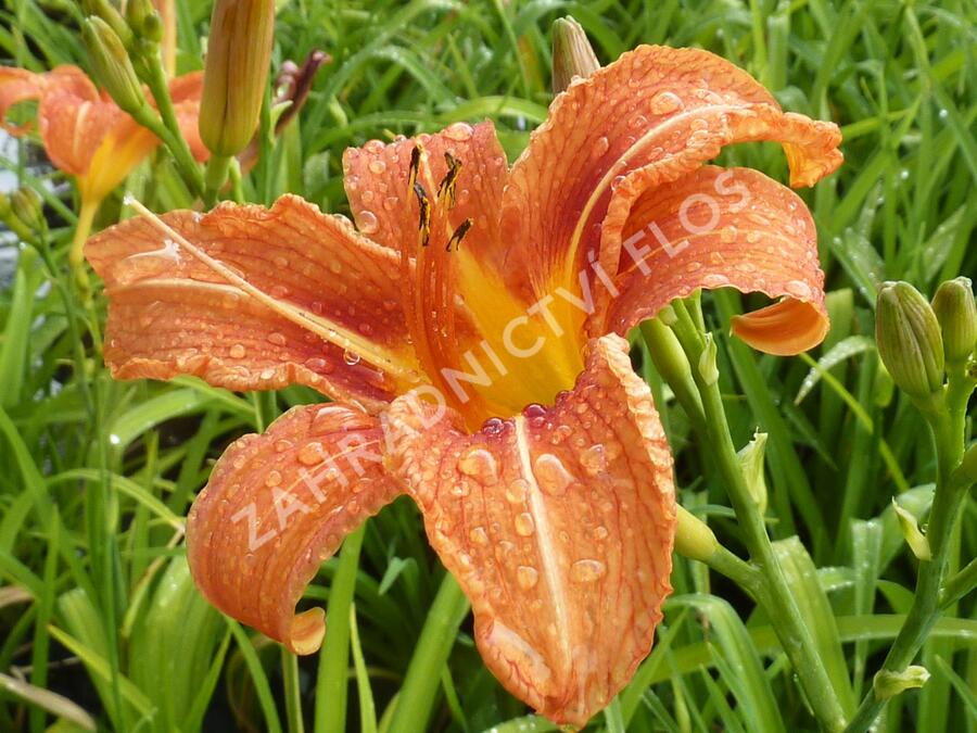 Denivka 'Helena' - Hemerocallis 'Helena'