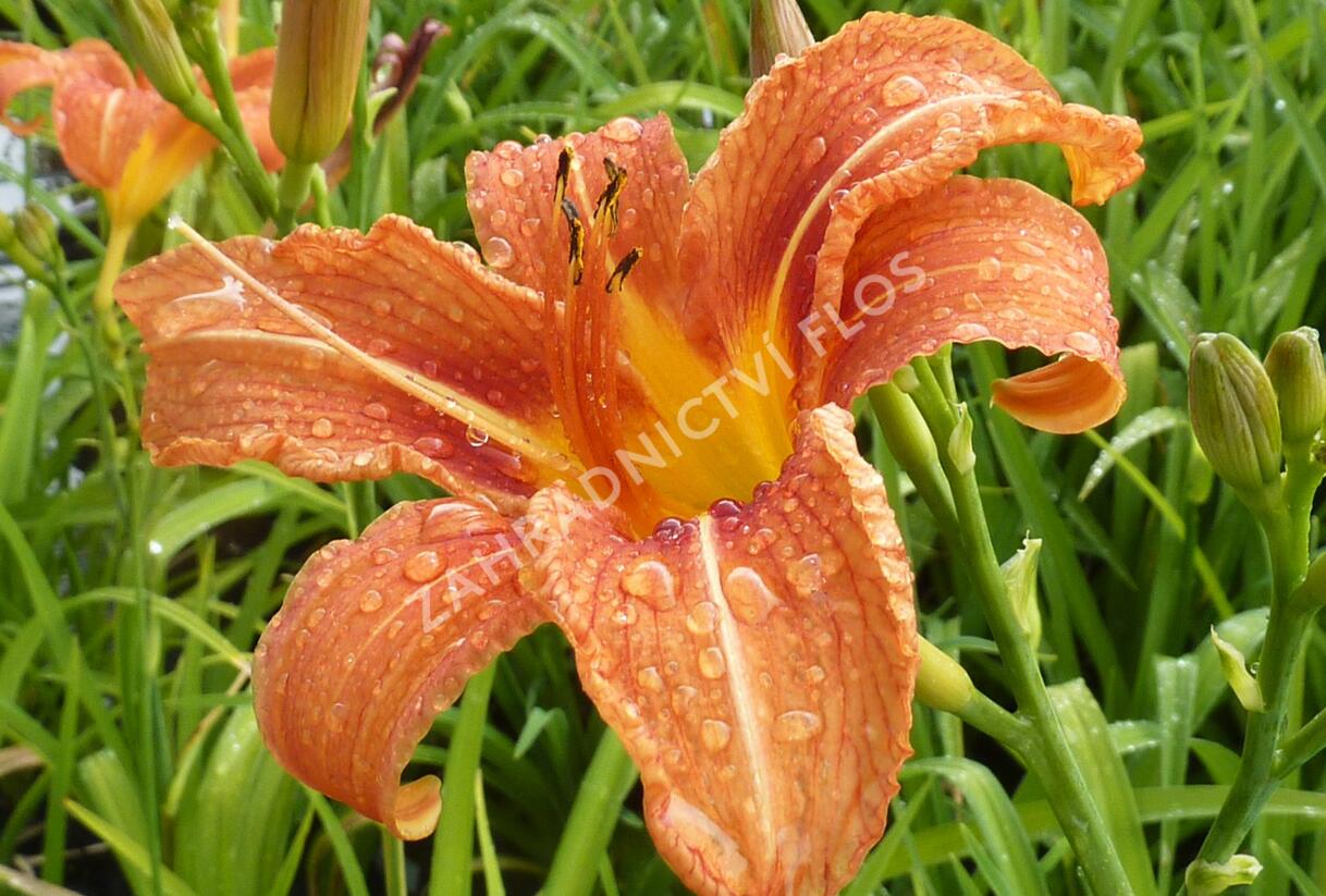 Denivka 'Helena' - Hemerocallis 'Helena'