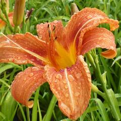 Denivka 'Helena' - Hemerocallis 'Helena'