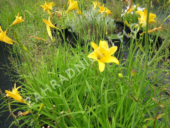 Denivka 'Baroni' - Hemerocallis citrina 'Baroni'